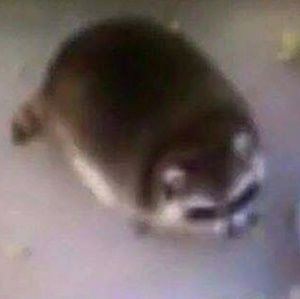 Meet your Posher, Joe